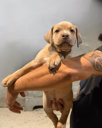 cuccioli American Bully XL 