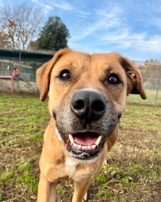 Mare giovane meticcio