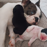 Bulldog francese