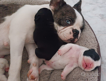 Bulldog francese