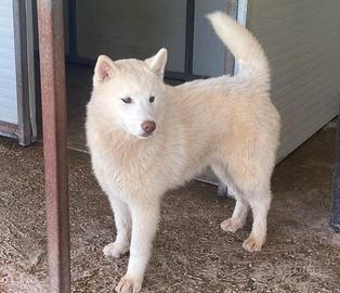 Cuccioloni siberian husky con pedigree Enci