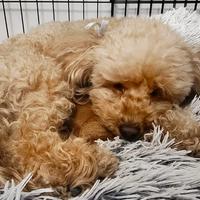 Cuccioli di barboncino femmine