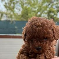 Barboncini mini toy red