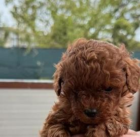 Barboncini mini toy red