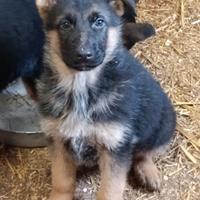 Cuccioli pastore tedesco
