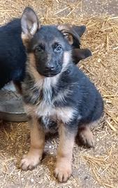 Cuccioli pastore tedesco