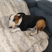 Bull terrier