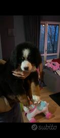Bovaro del bernese