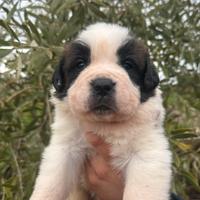 Cuccioli di San Bernardo