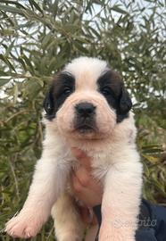 Cuccioli di San Bernardo