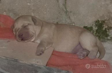 labrador con pedigree 
