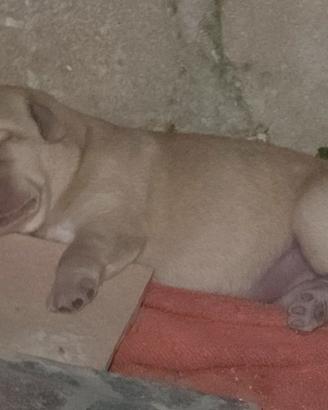 labrador con pedigree 