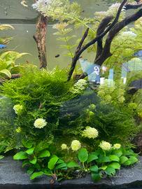 Piante acquario