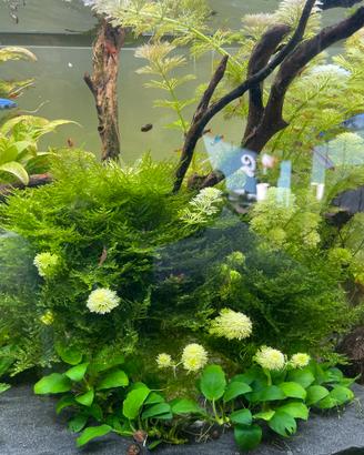 Piante acquario