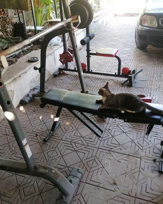 Atrtrezzi palestra