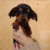 Bassotti Kaninchen 3 Kg - Ultime femminucce