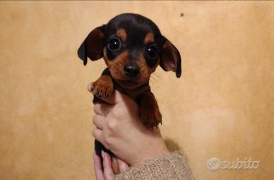 Bassotti Kaninchen 3 Kg - Ultime femminucce