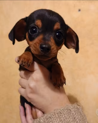 Bassotti Kaninchen 3 Kg - Ultime femminucce