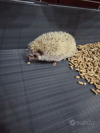 Riccio Africano Femmina