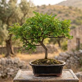 Bonsai di Pepe Esemplare Unico 30cm 18 Anni
