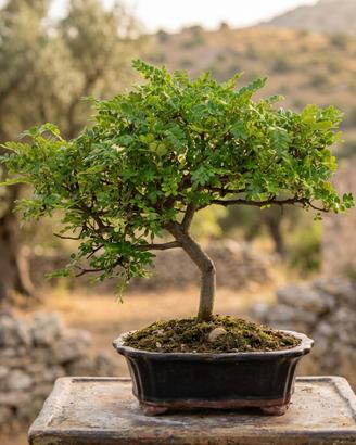 Bonsai di Pepe Esemplare Unico 30cm 18 Anni