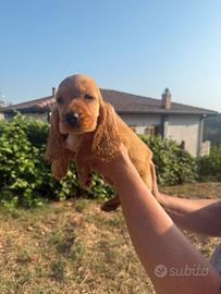 Cocker spaniel