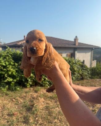 Cocker spaniel