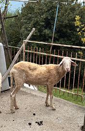 Pecora maschio montone