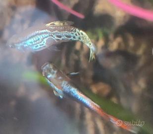 Guppy coloratissimi