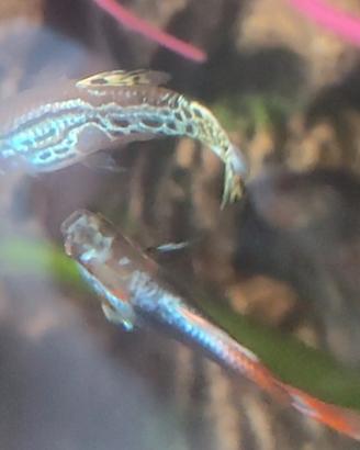 Guppy coloratissimi