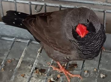 Diamante Mandarino Charcoal