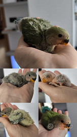 Inseparabili allevati a mano