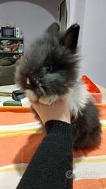 Coniglio nano testa di leone