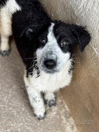 POLLY 3 mesi taglia media contenuta