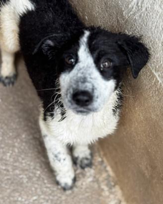 POLLY 3 mesi taglia media contenuta