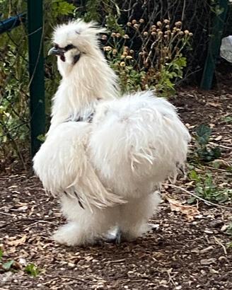 Gallo Moroseta