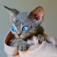Cuccioli di devon rex