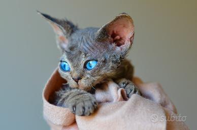 Cuccioli di devon rex