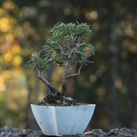 Bonsai Rosmarino 