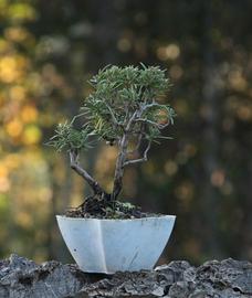 Bonsai Rosmarino 