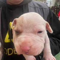 Cucciolo Pitbull