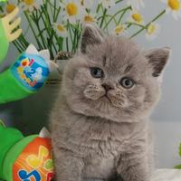 British Shorthair Blue