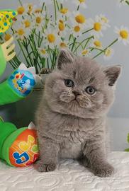 British Shorthair Blue
