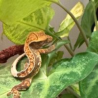 Geko crestato