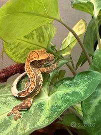 Geko crestato