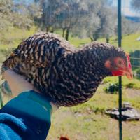 Galline barrate 130 giorni
