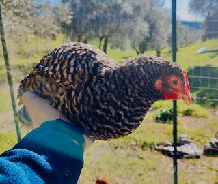 Galline barrate 130 giorni