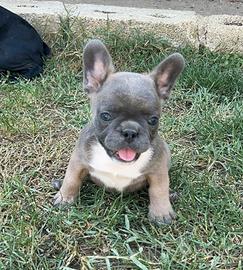 Femminuccia bulldog francese blu blù fawn tan mini