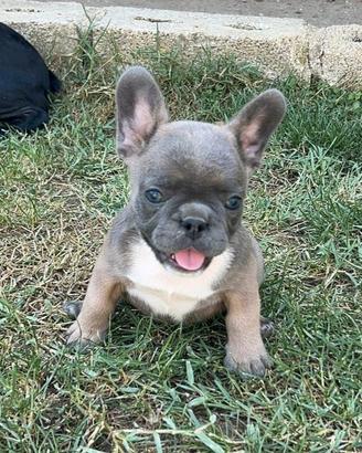 Femminuccia bulldog francese blu blù fawn tan mini