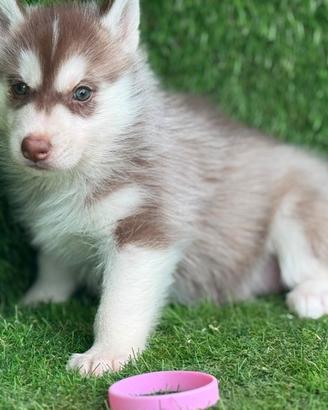 Husky